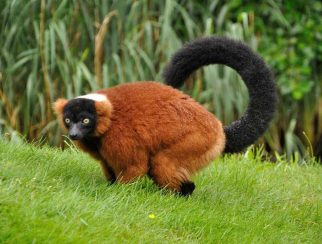red ruffed lemur