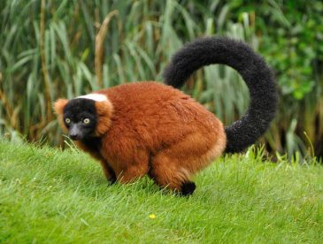 red ruffed lemur