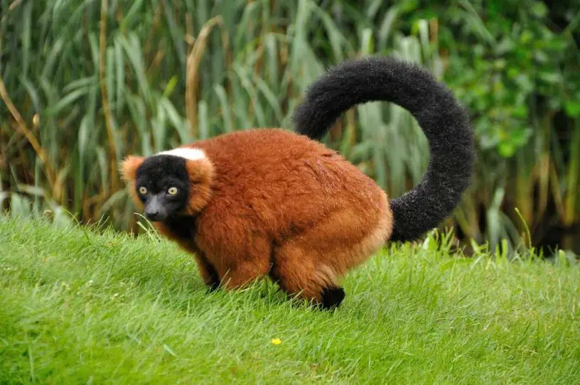 red ruffed lemur