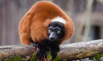 red ruffed lemur