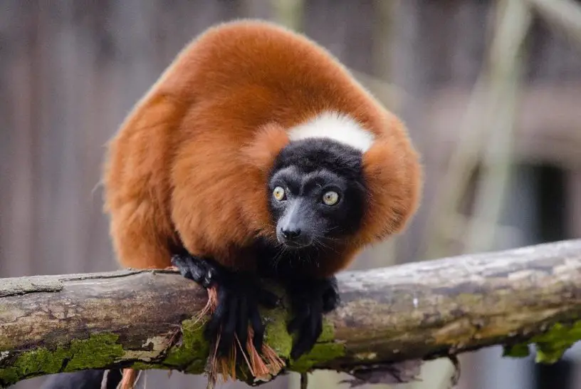 red ruffed lemur