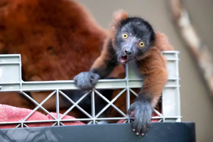 red ruffed lemur triplets Woodland Park Zoo
