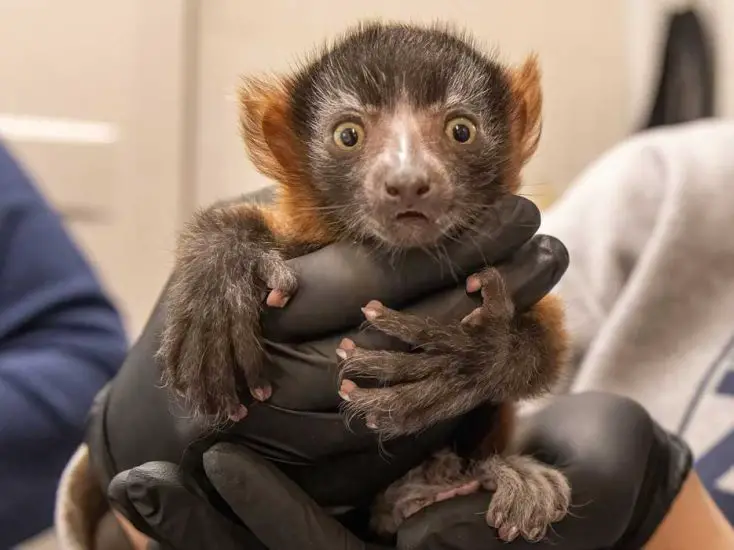 Red Ruffed Lemur Infant at Nashville Zoo