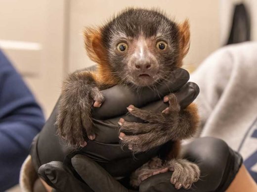 Red Ruffed Lemur Infant at Nashville Zoo