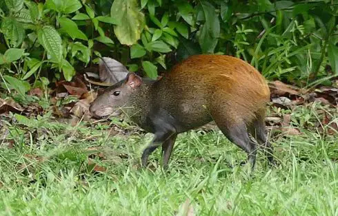 Red-Rumped-Agouti