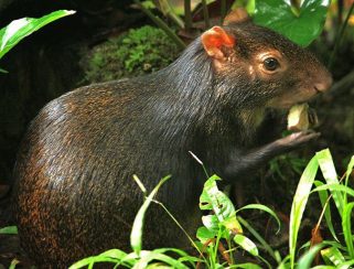 Red-Rumped-Agouti