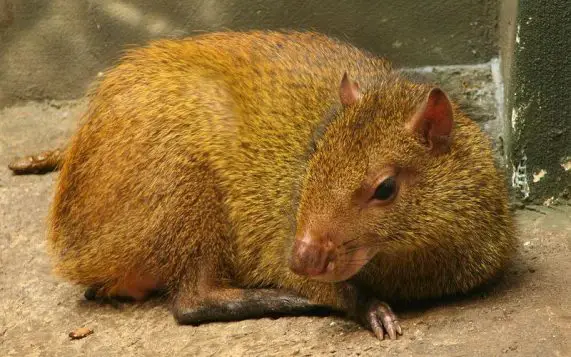 Red-Rumped-Agouti