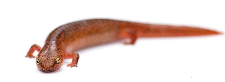 Red Salamander