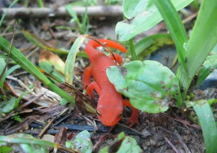 Red Salamander