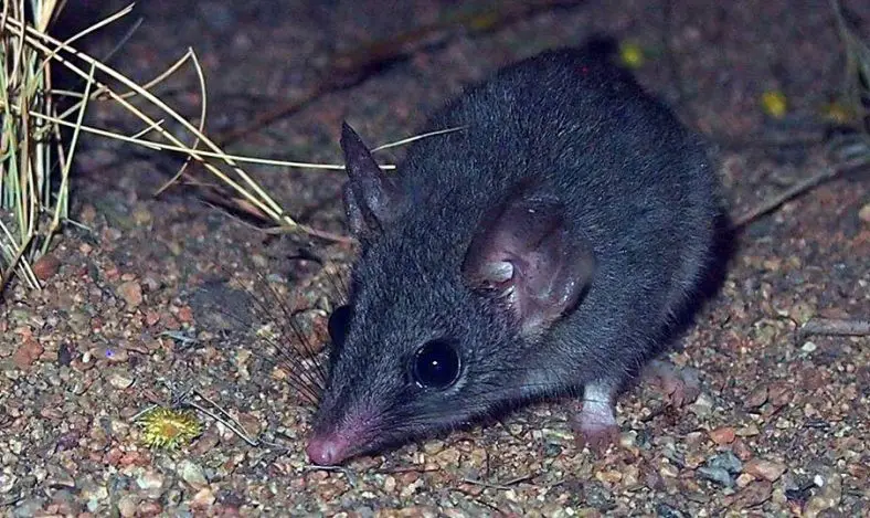 Red-Tailed Phascogale