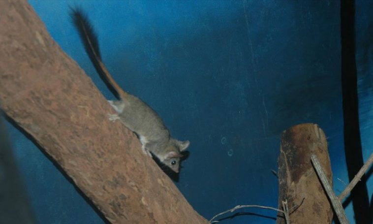 Red-Tailed Phascogale