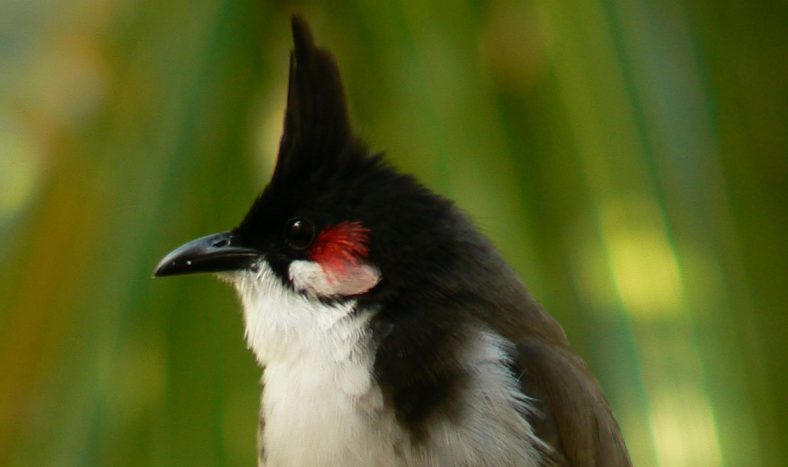 Red-Whiskered Bulbul