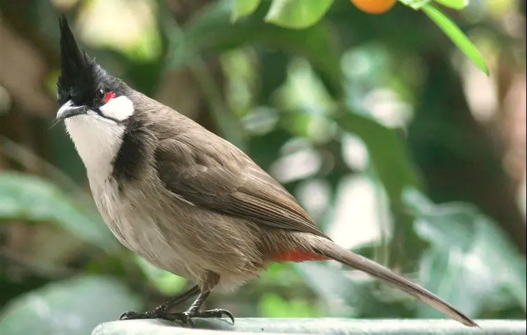 Red-Whiskered Bulbul