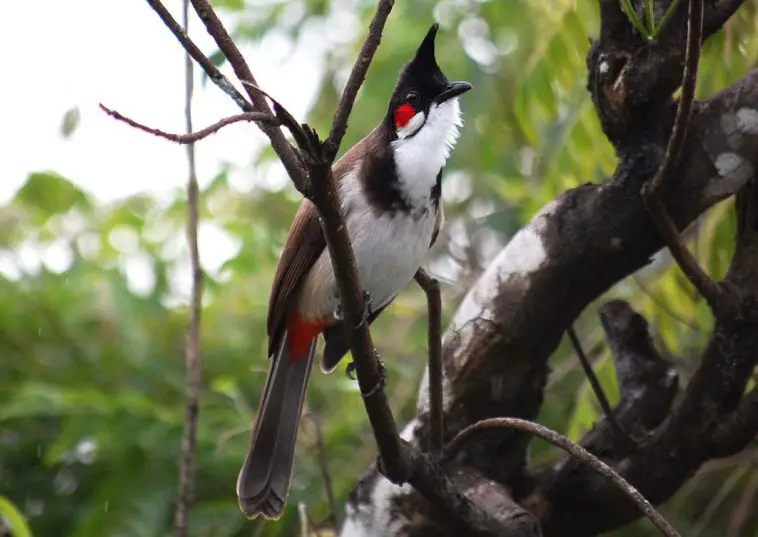 Red-Whiskered Bulbul