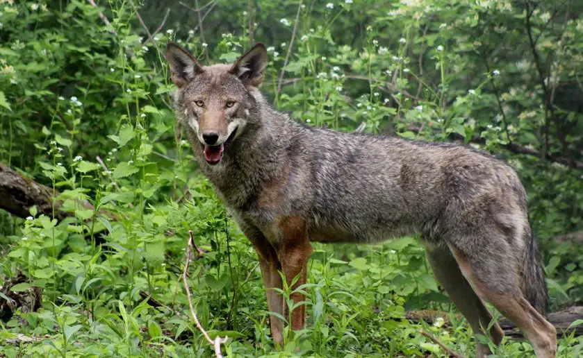 red wolf conservation St Louis
