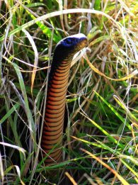 red-bellied black snake