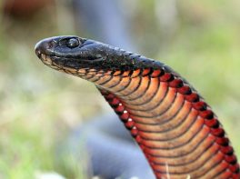 red-bellied black snake