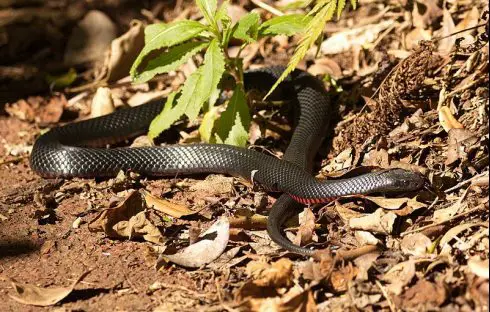 red-bellied black snake