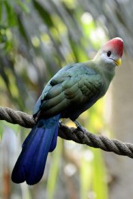 red crested turaco