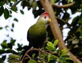 red crested turaco