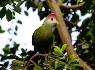 red crested turaco