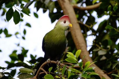 red crested turaco