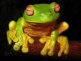 Australian red eyed tree frog