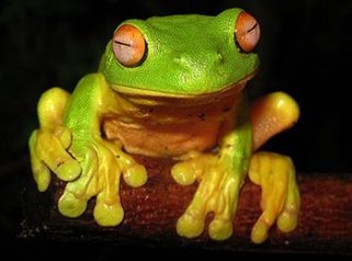Australian red eyed tree frog