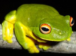 Australian red eyed tree frog