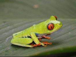 red eyed tree frog