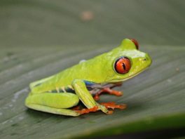 red eyed tree frog