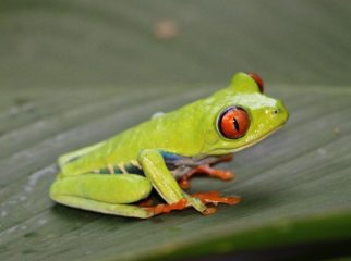 red eyed tree frog