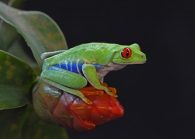 red eyed tree frog