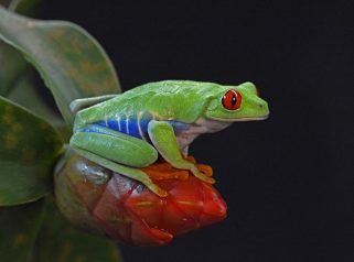 red eyed tree frog