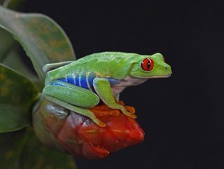 red eyed tree frog