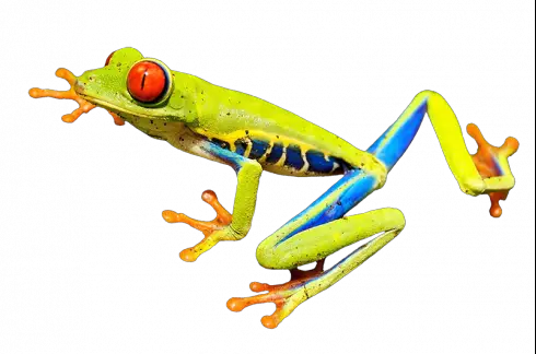 red eyed tree frog