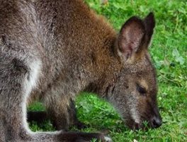 Red Necked Wallaby