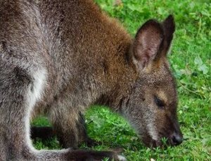 Red Necked Wallaby
