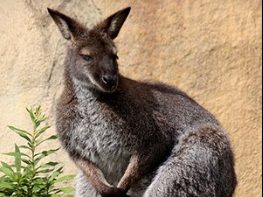 Red Necked Wallaby