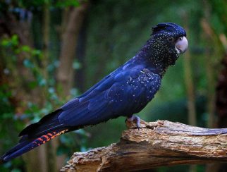 red-tailed black cockatoo