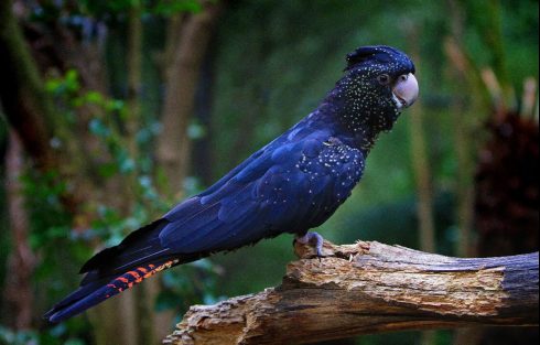 red-tailed black cockatoo