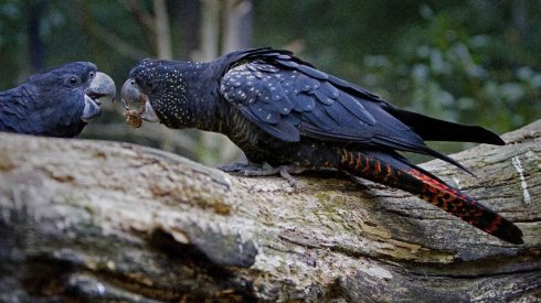 red-tailed black cockatoo