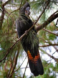 red-tailed black cockatoo