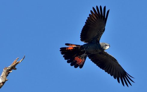 red-tailed black cockatoo