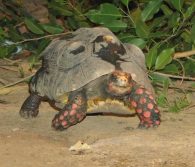 red footed tortoise