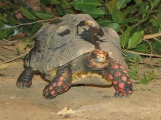 red footed tortoise