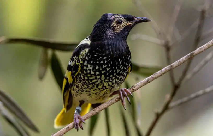 Regent Honeyeater