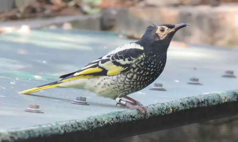 Regent Honeyeater