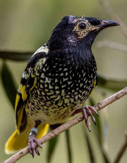 Regent Honeyeater The Animal Facts Appearance, Diet, Habitat