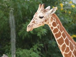 Reid Park Zoo Giraffe Passes Away